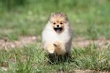 SPITZ ALLEMAND 271